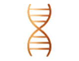 hormone-optimization-dna